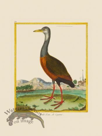Martinet Bird 352